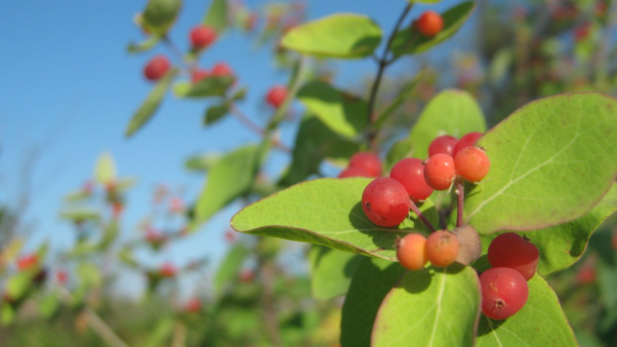 Жимолость Татарская ягоды