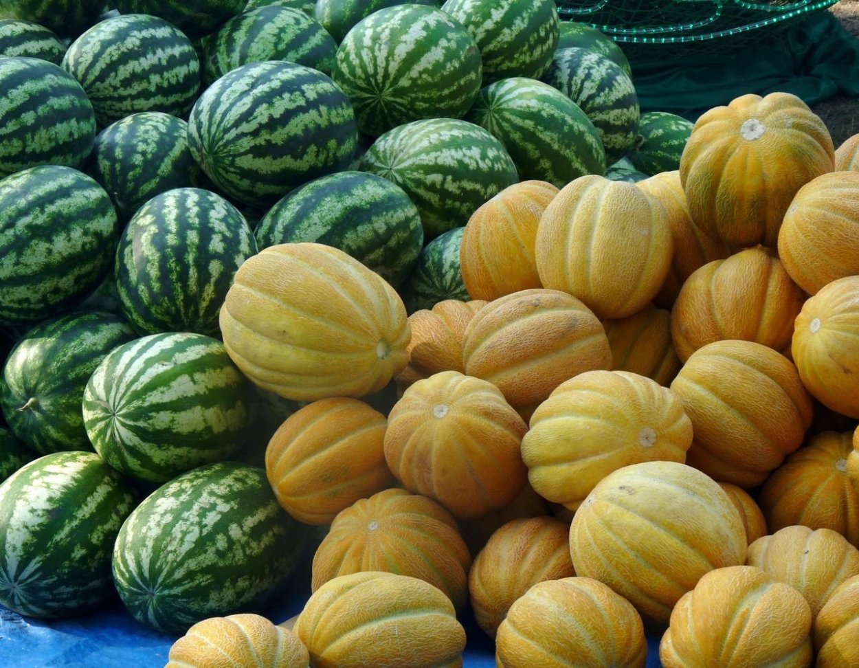 Сочная дыня