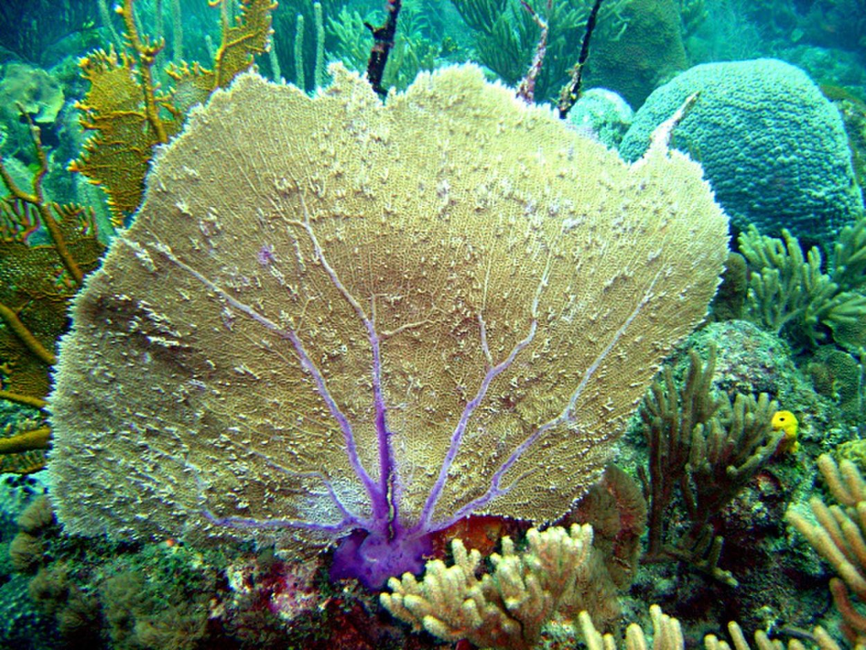 Gorgonia Flabellum. Горгонария коралл. Веер Венеры коралл. Коралл Горгонария веерный.