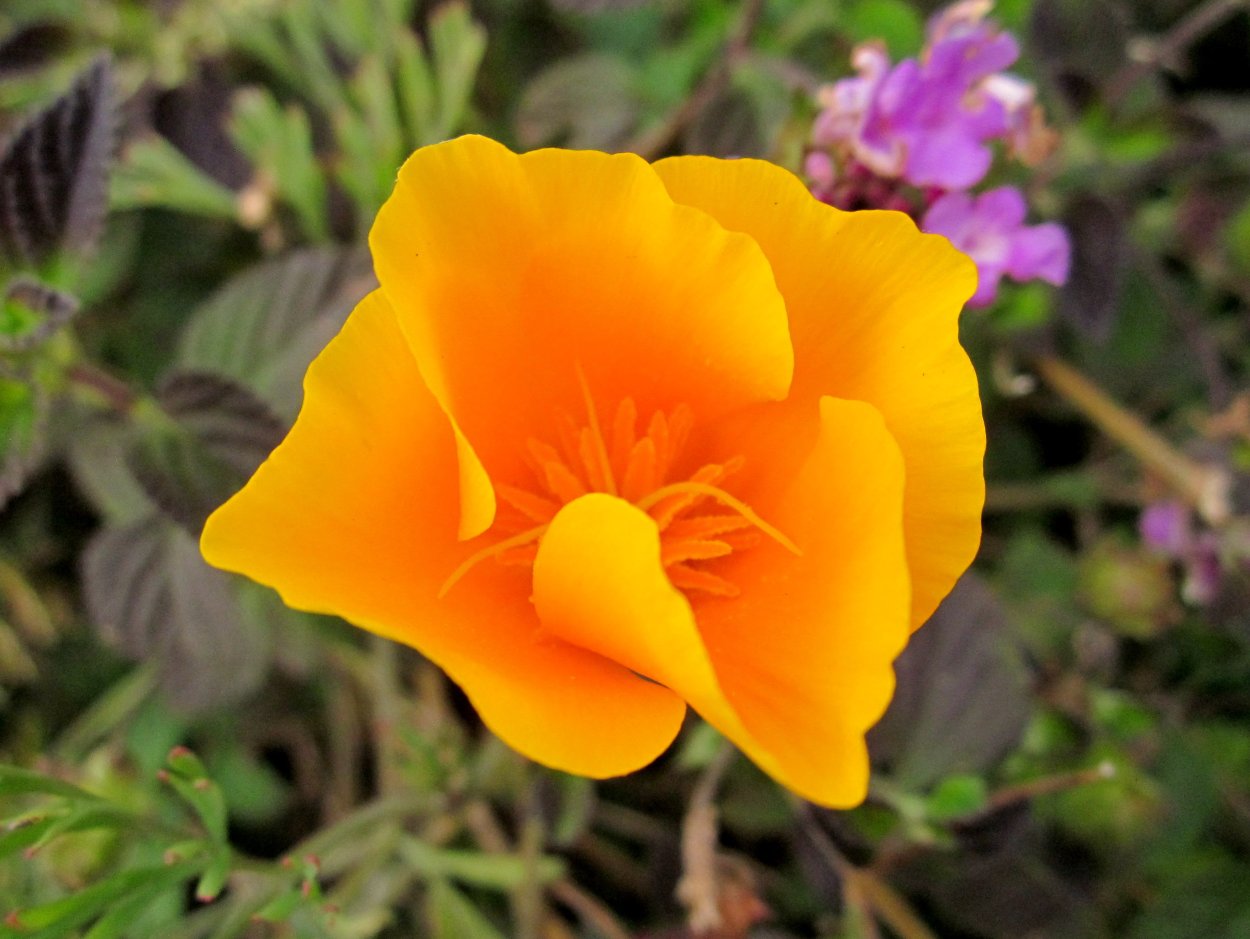 Оранжевые летние цветы