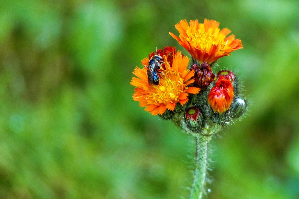 Оранжевые цветы сорняки