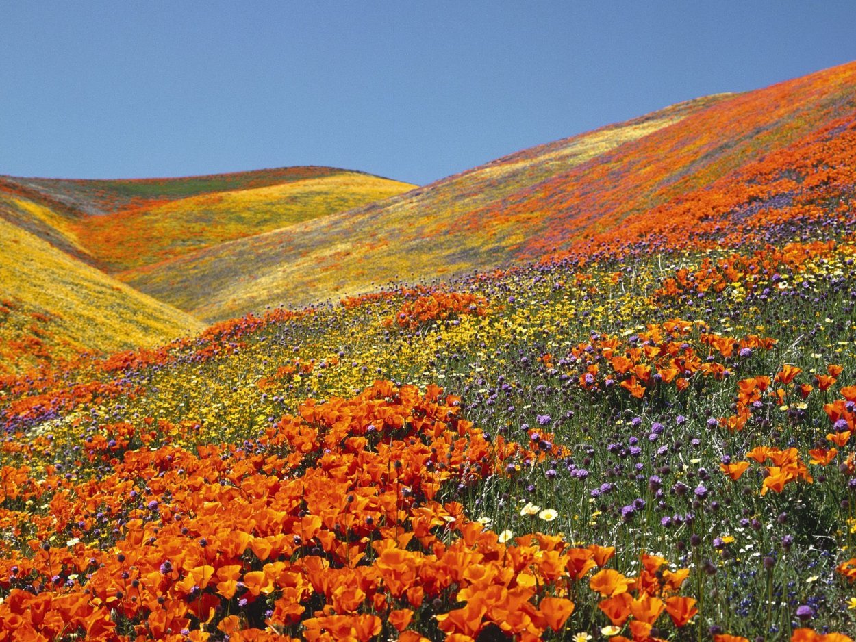 Яркие оранжевые цветы