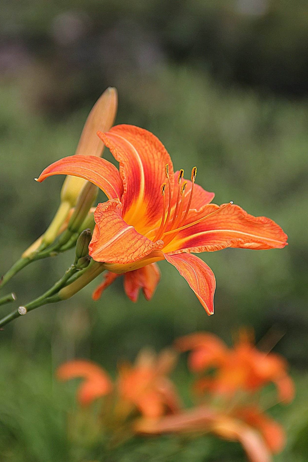California Poppy цветы