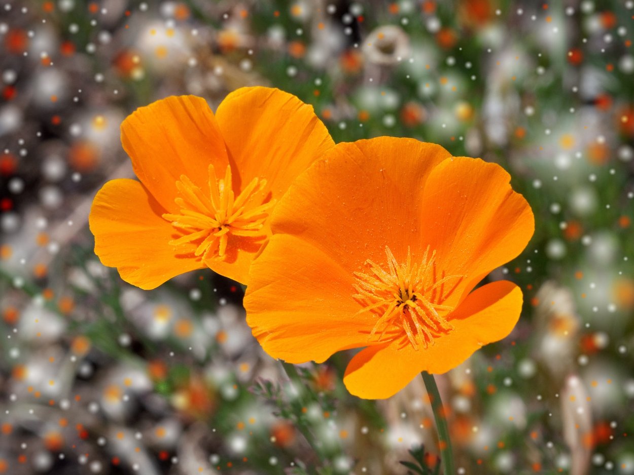 Небольшие цветы оранжевого цвета