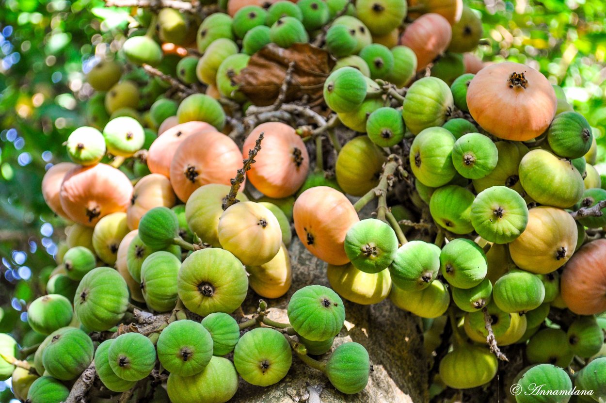 Сикомор, смоковница