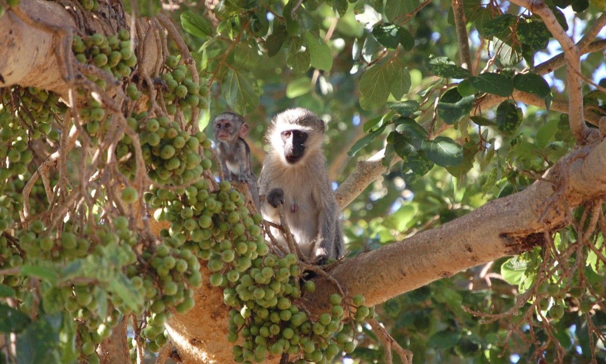 Сикомора дерево