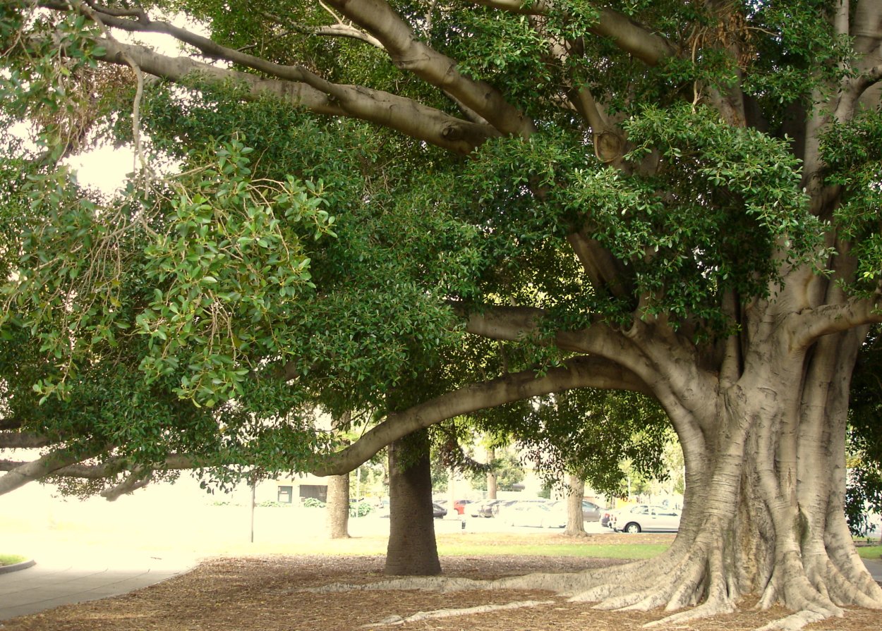Древо Закхея (Библейская смоковница)