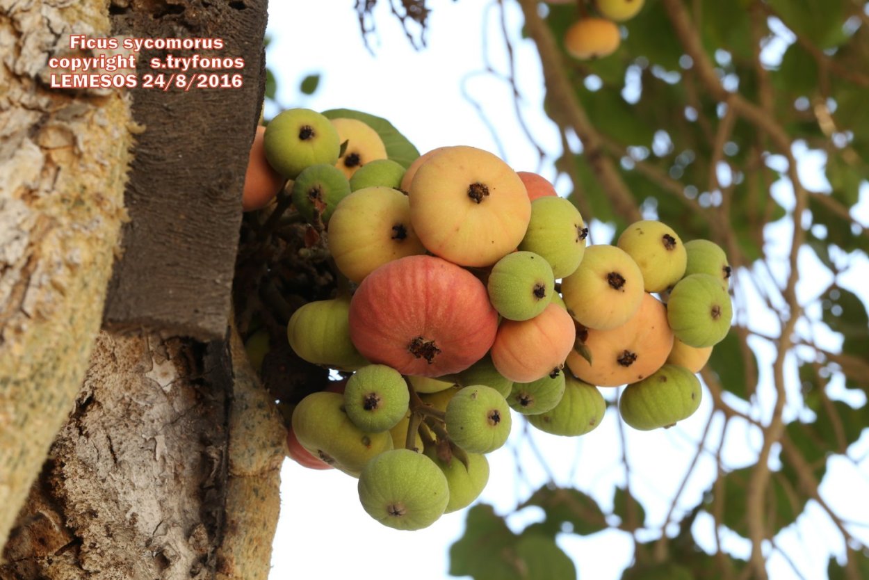 Фикус дерево Израиль