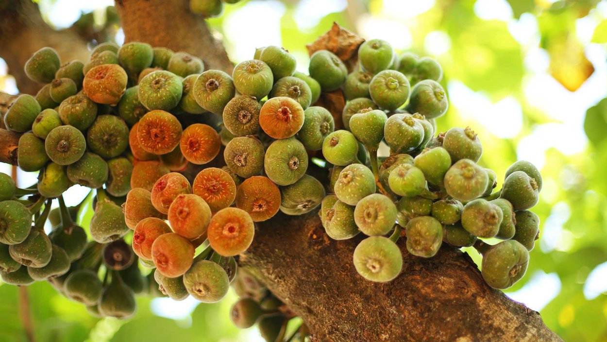 Фикус сикомор