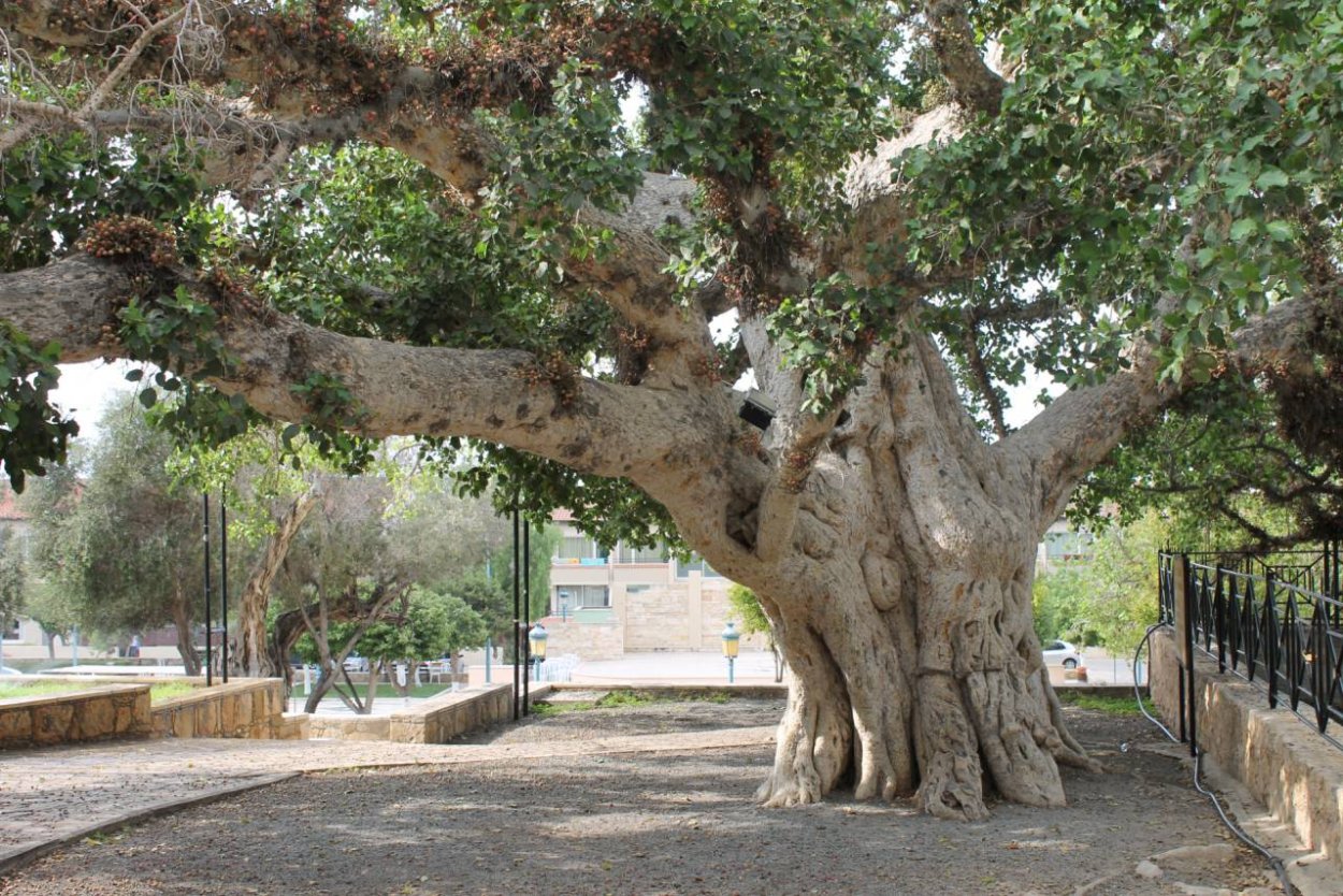 Дерево смоковница смоковница