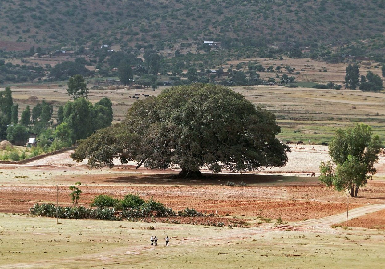 Платан плоды съедобные