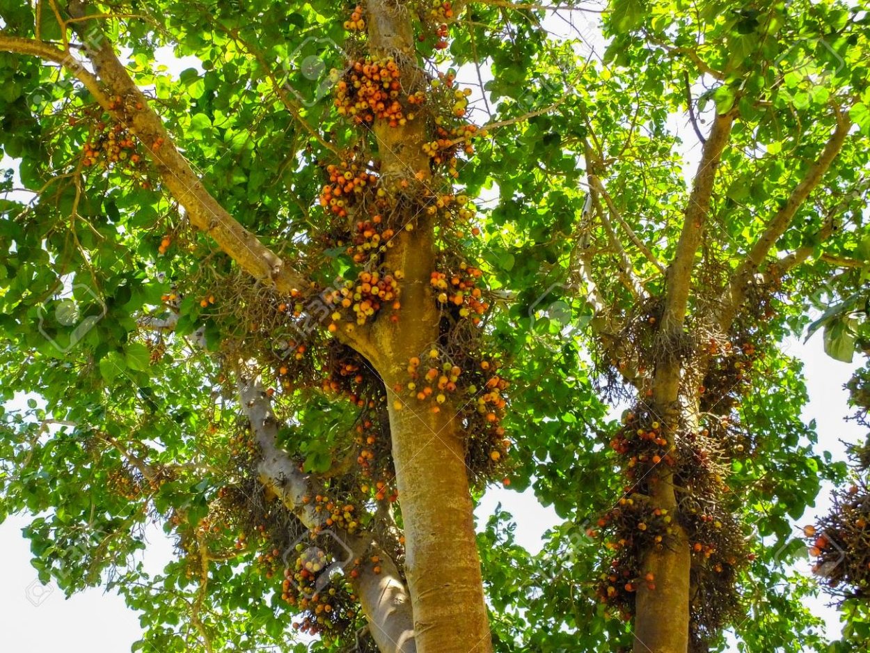 Сикомор, смоковница