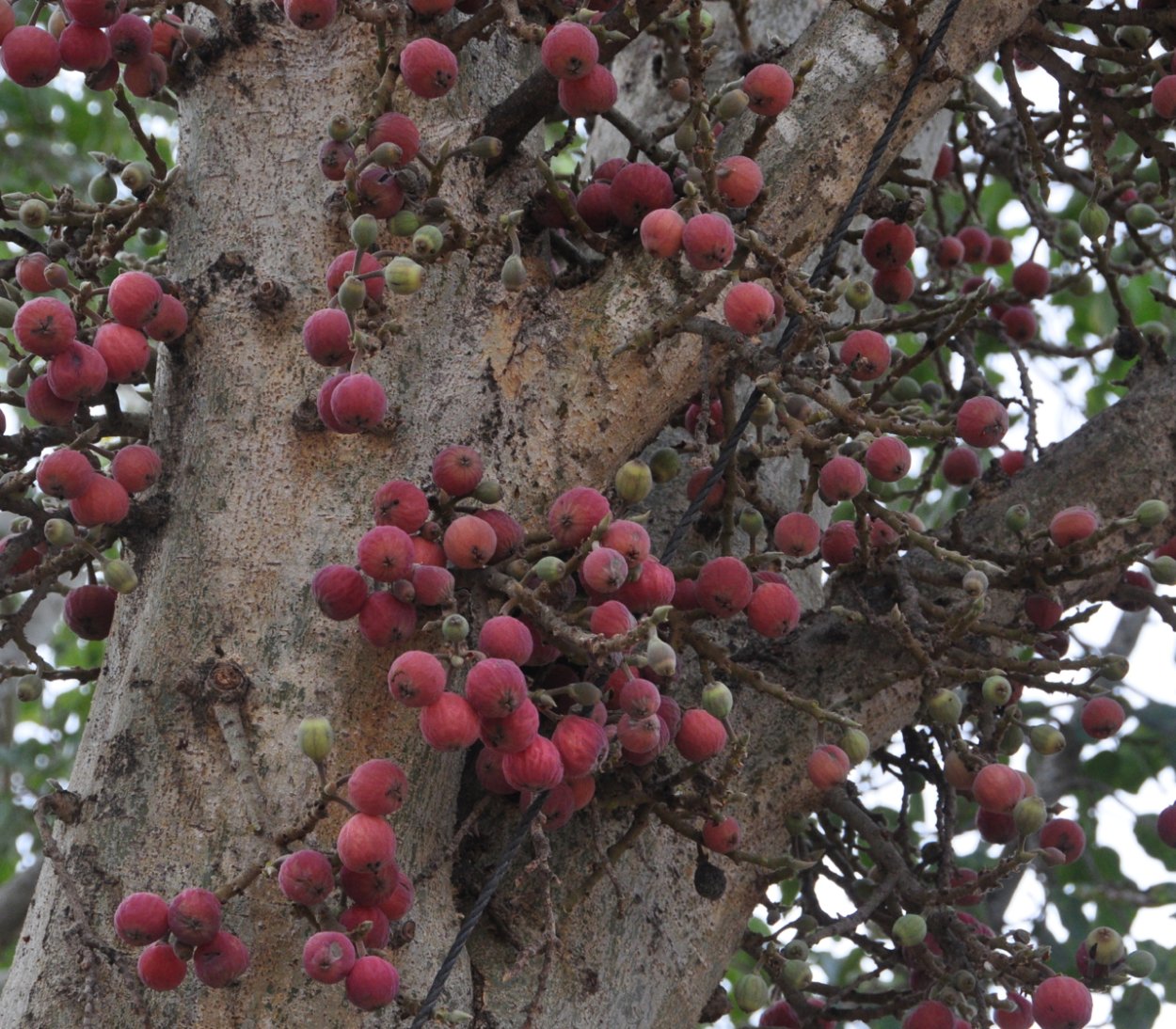 Сикомор, смоковница