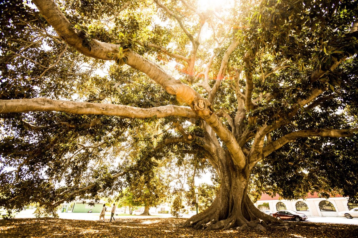 Платан цветет