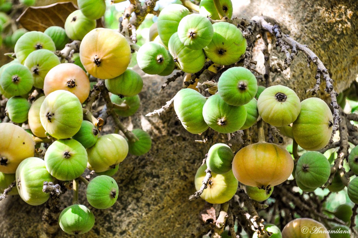 Дерево сикомора в Израиле