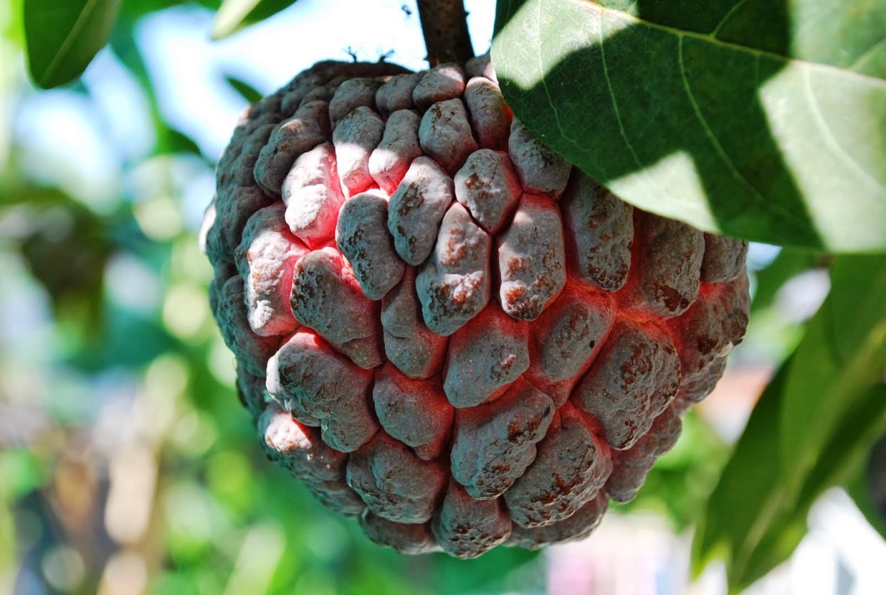 Сикомора дерево в Эфиопии