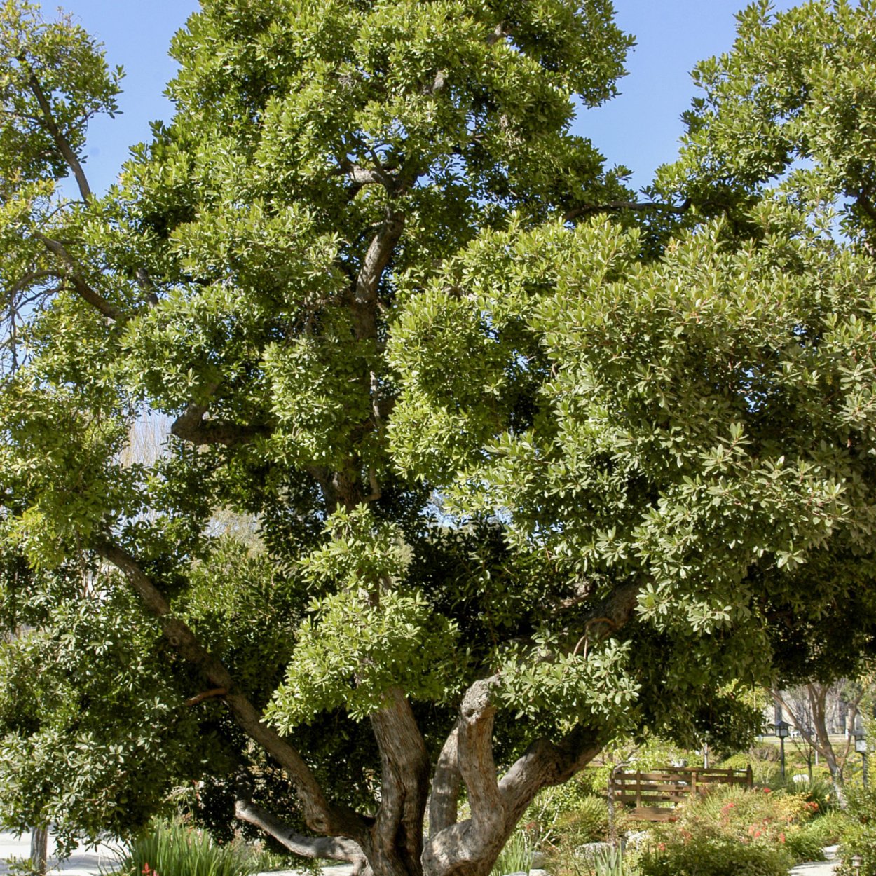 Сикомора в горшке