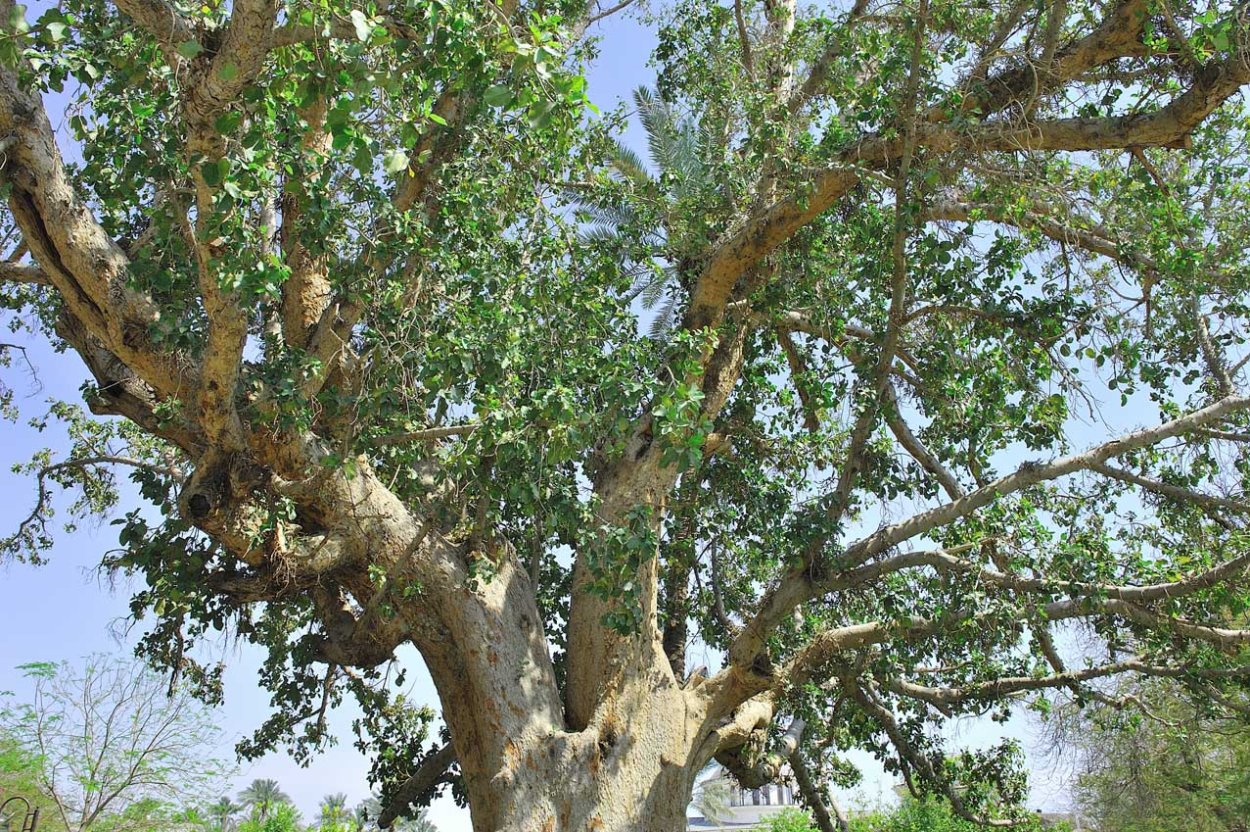 Инжир цветение