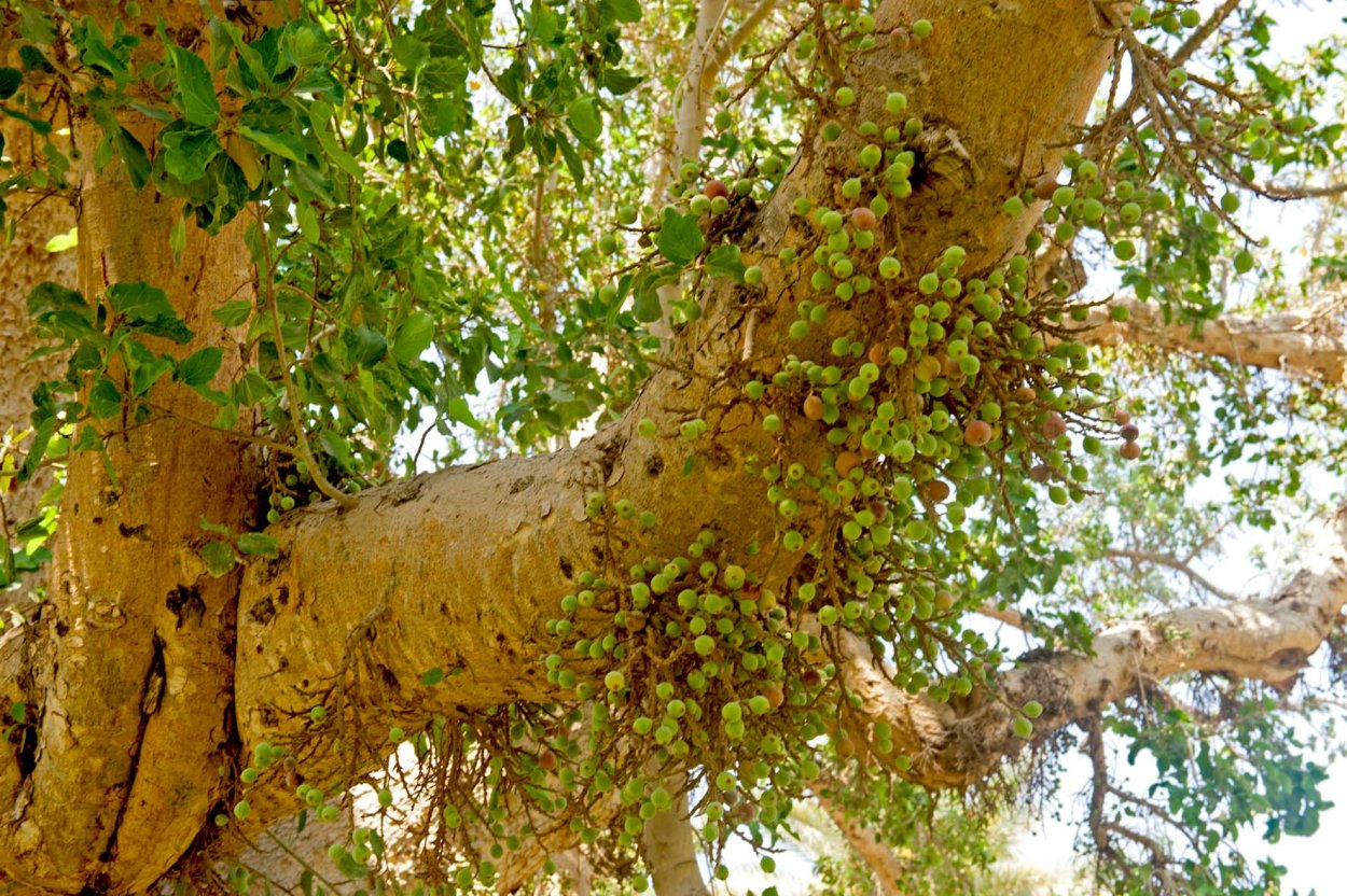 Платан сикомор