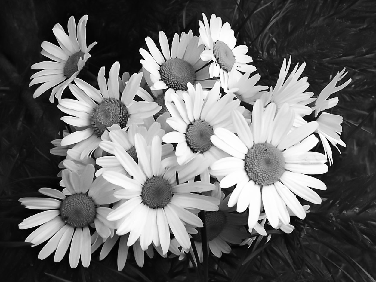 Ромашки на памятник