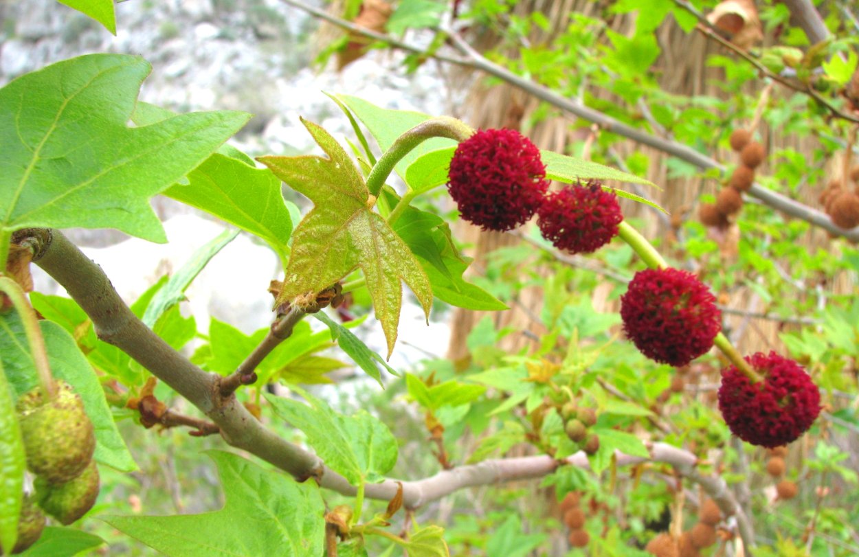 Фикус в Эфиопии