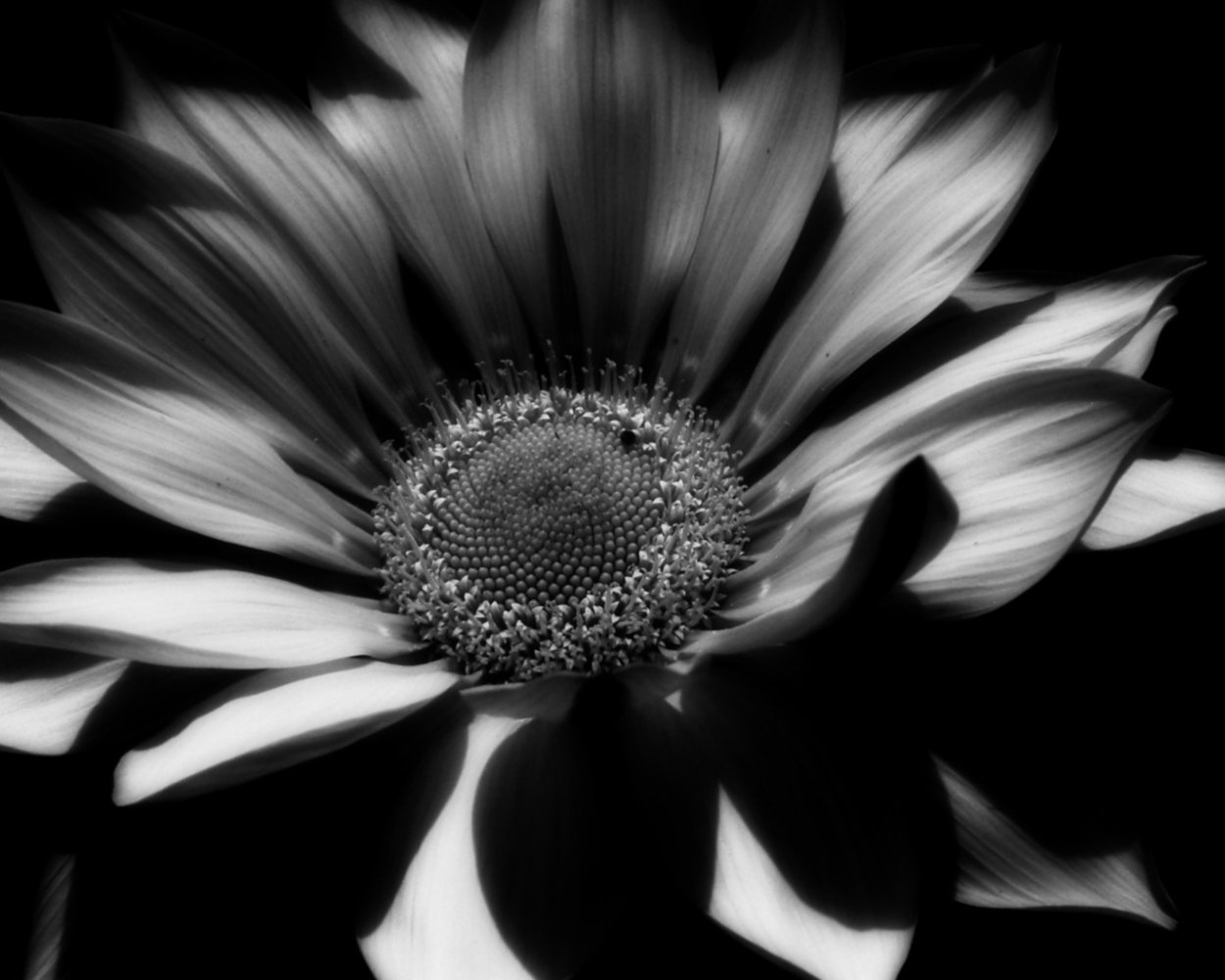 Ромашка черно белая