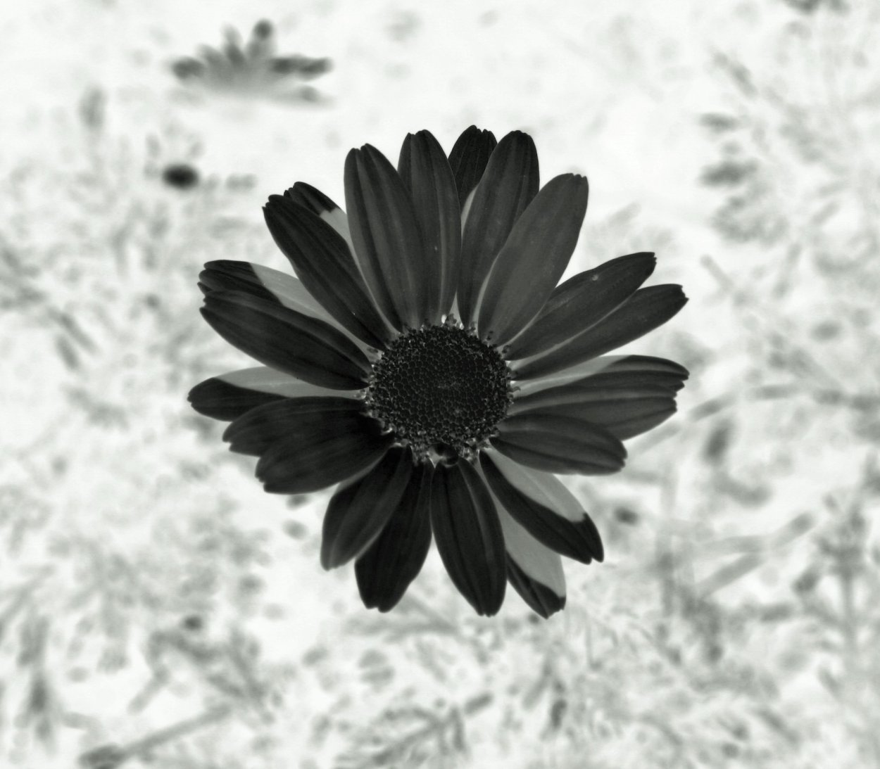 Гербера белая игольчатая