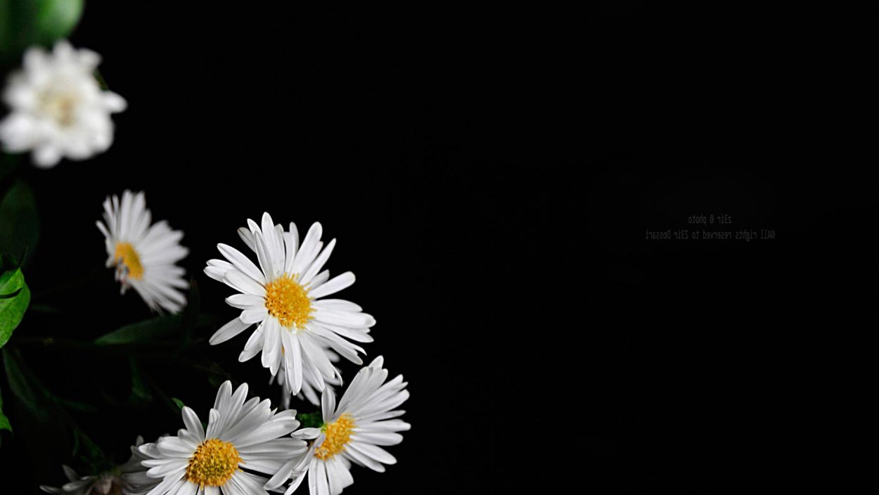 Ромашки вертикальное