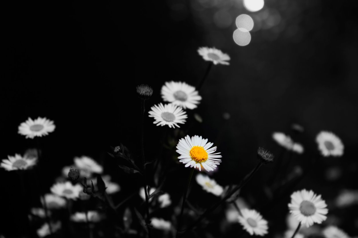 Тёмные ромашки