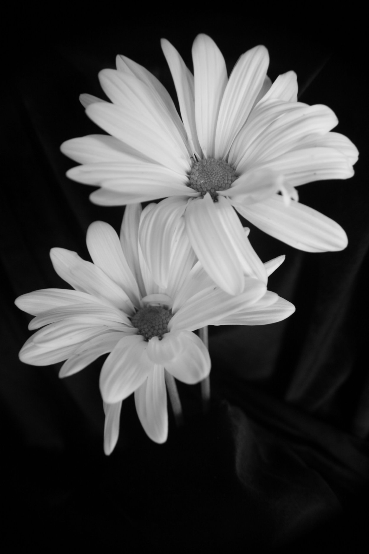 Цветы ночью