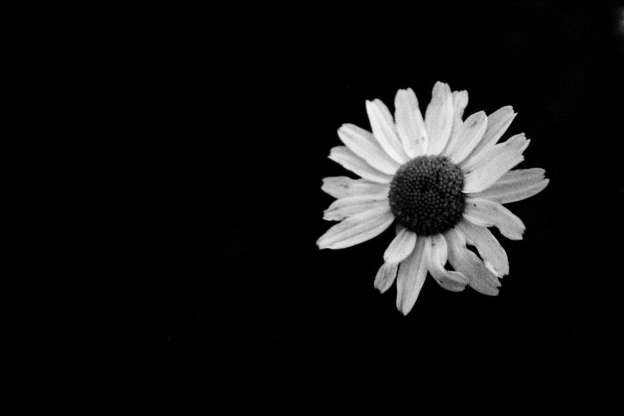 Бело черный фон