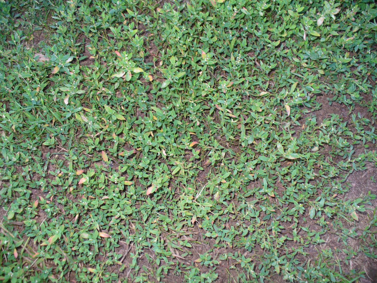 Белый Клевер для газона