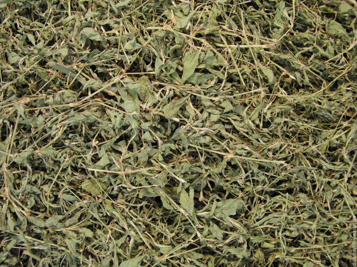 Спорыш трава семена