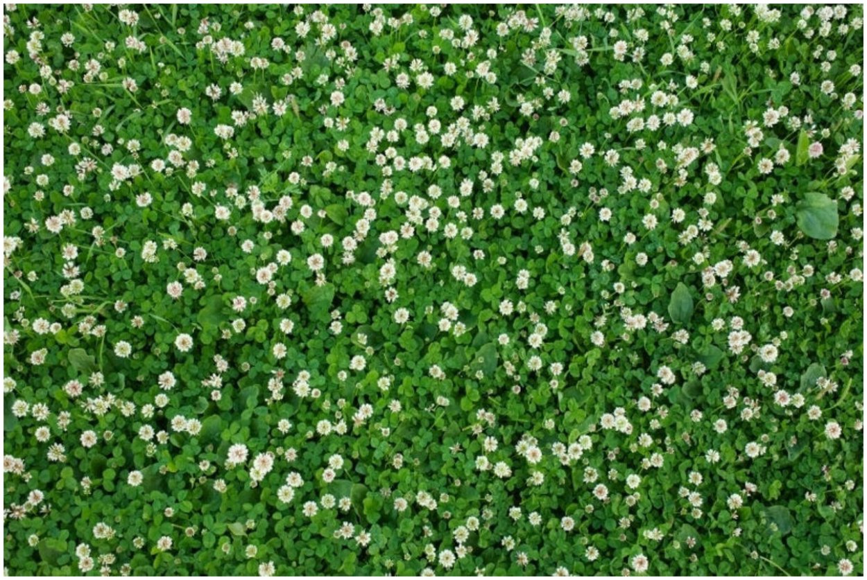 Горец птичий газон