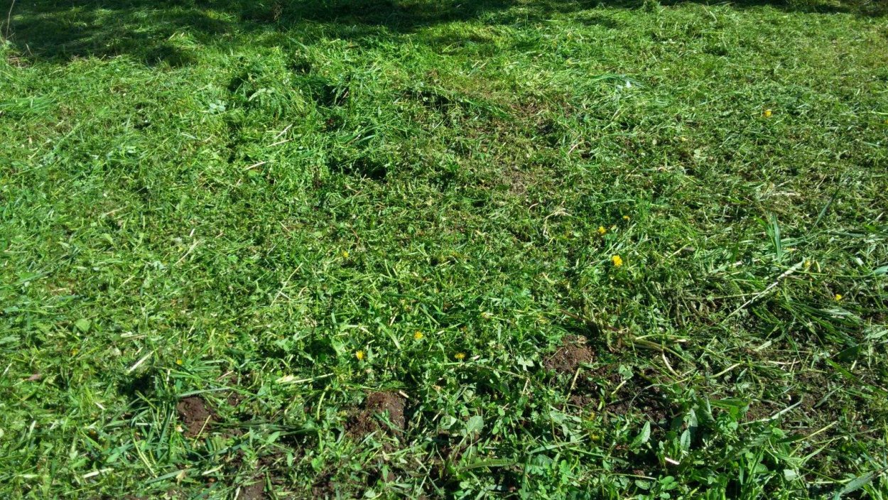 Мятлик Луговой, микроклевер