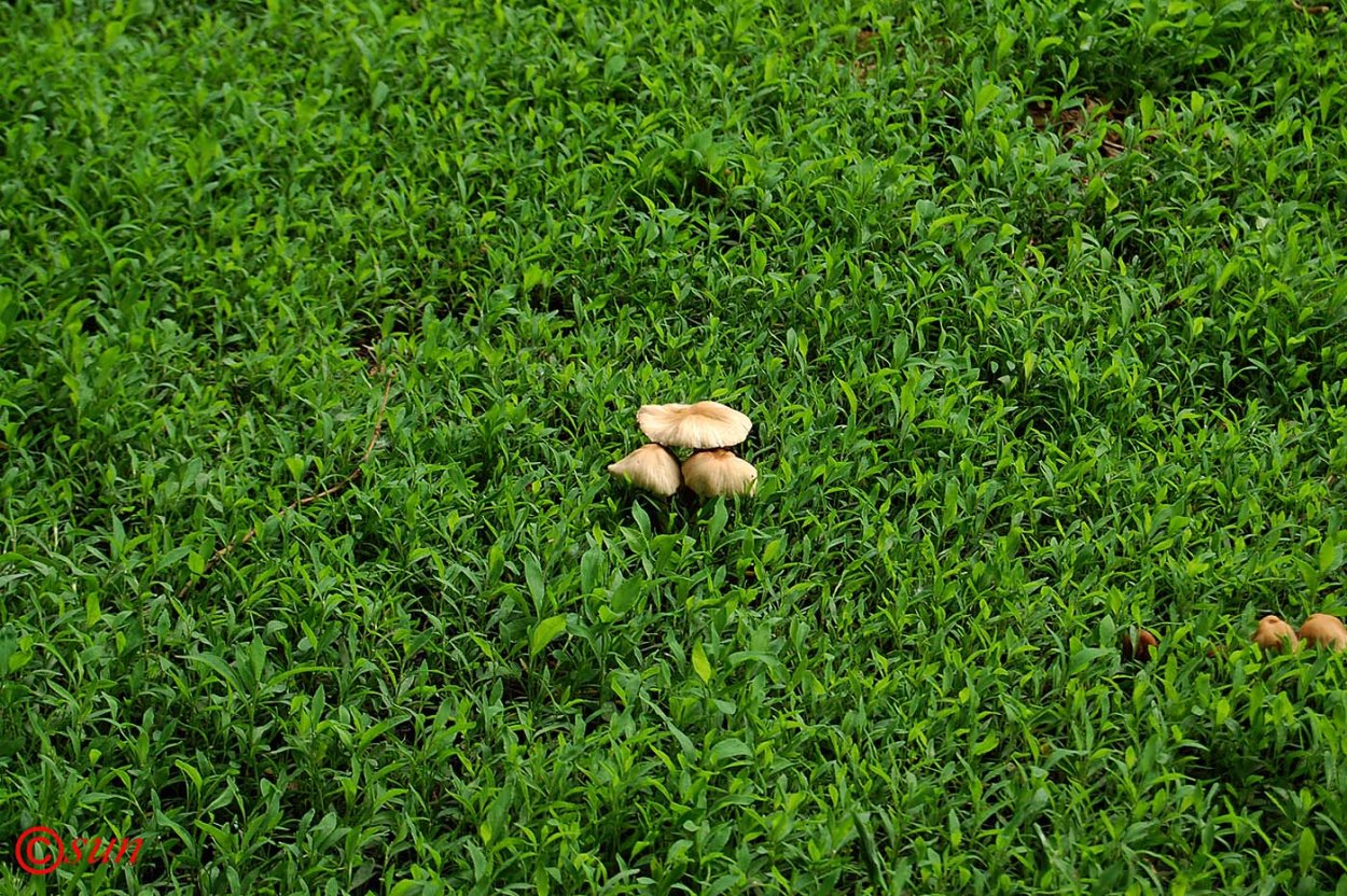 Газон вид сверху