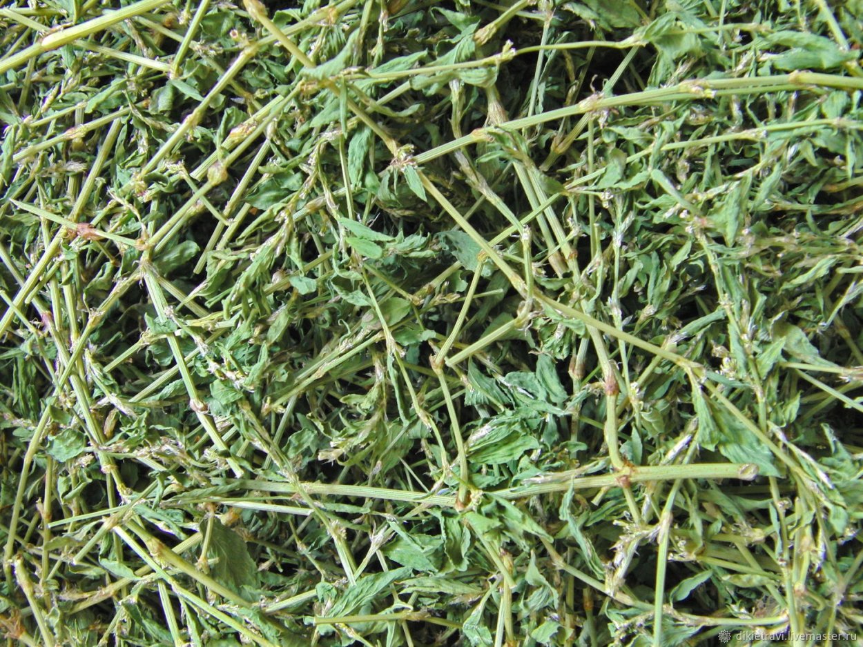 Полевица райграс Полевица