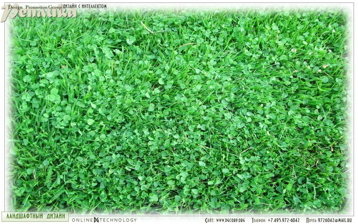 Горец птичий газон