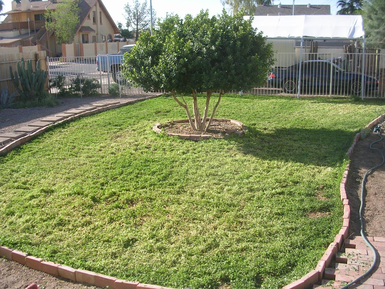 TYSTOFTEFONDEN трава газонная Lawn