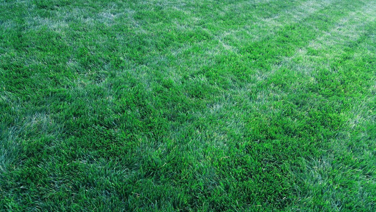 Выпирание газона