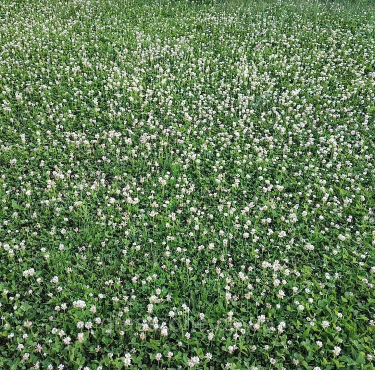 Ярко зеленый газон