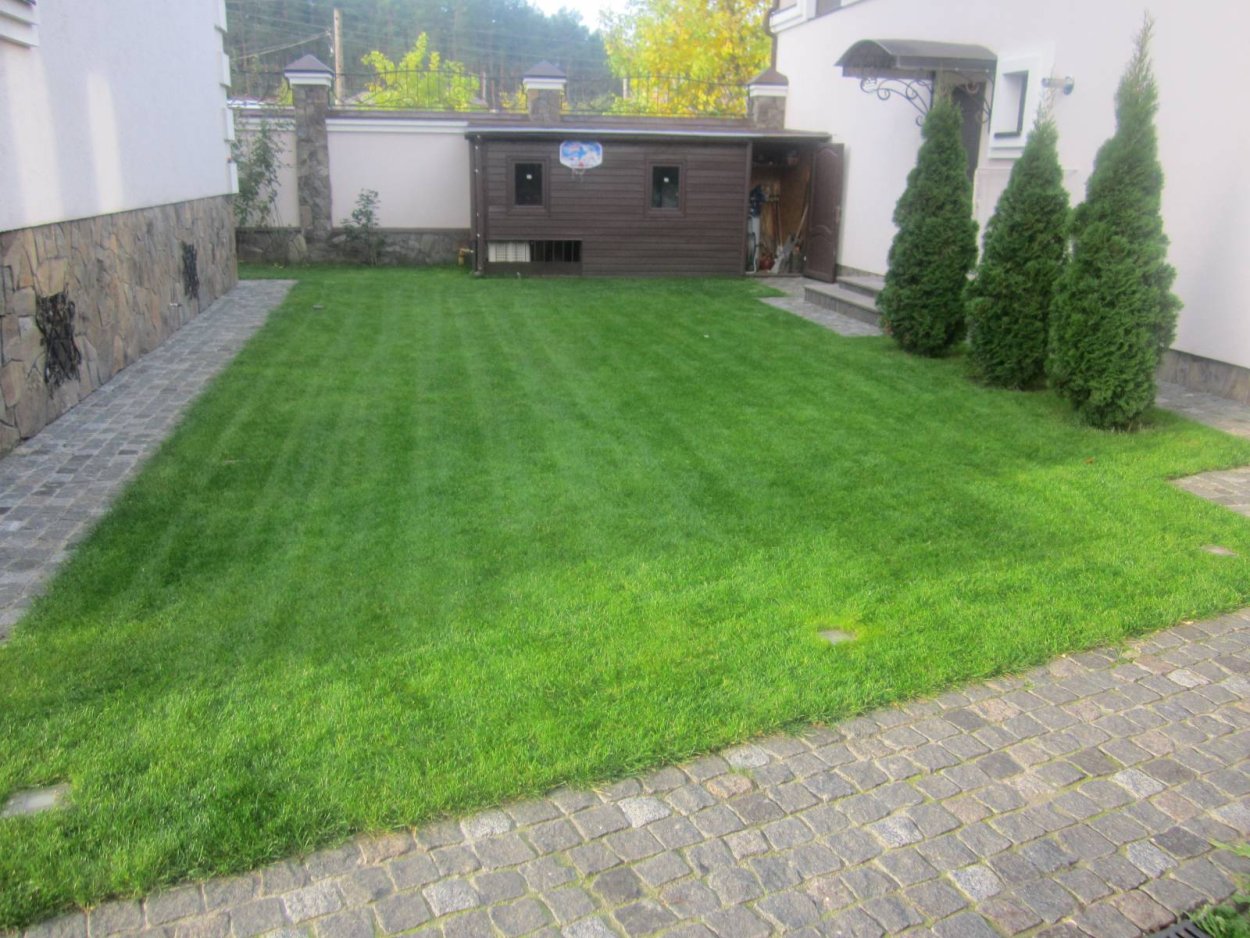 Спорыш трава на корм для коров