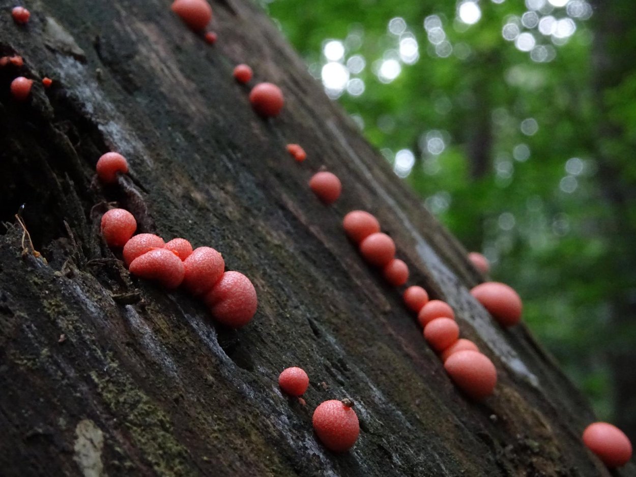Ликогала древесинная Lycogala Epidendrum