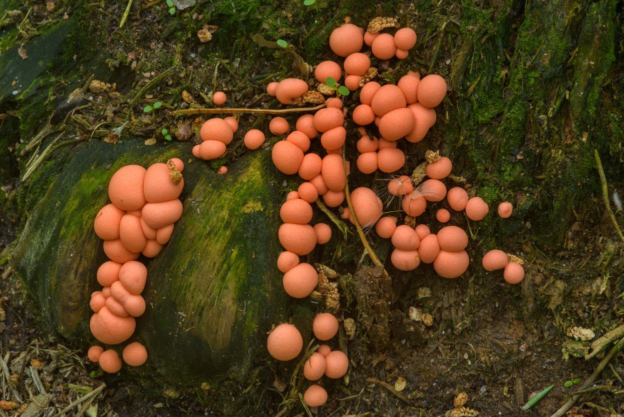 Ликогала древесинная