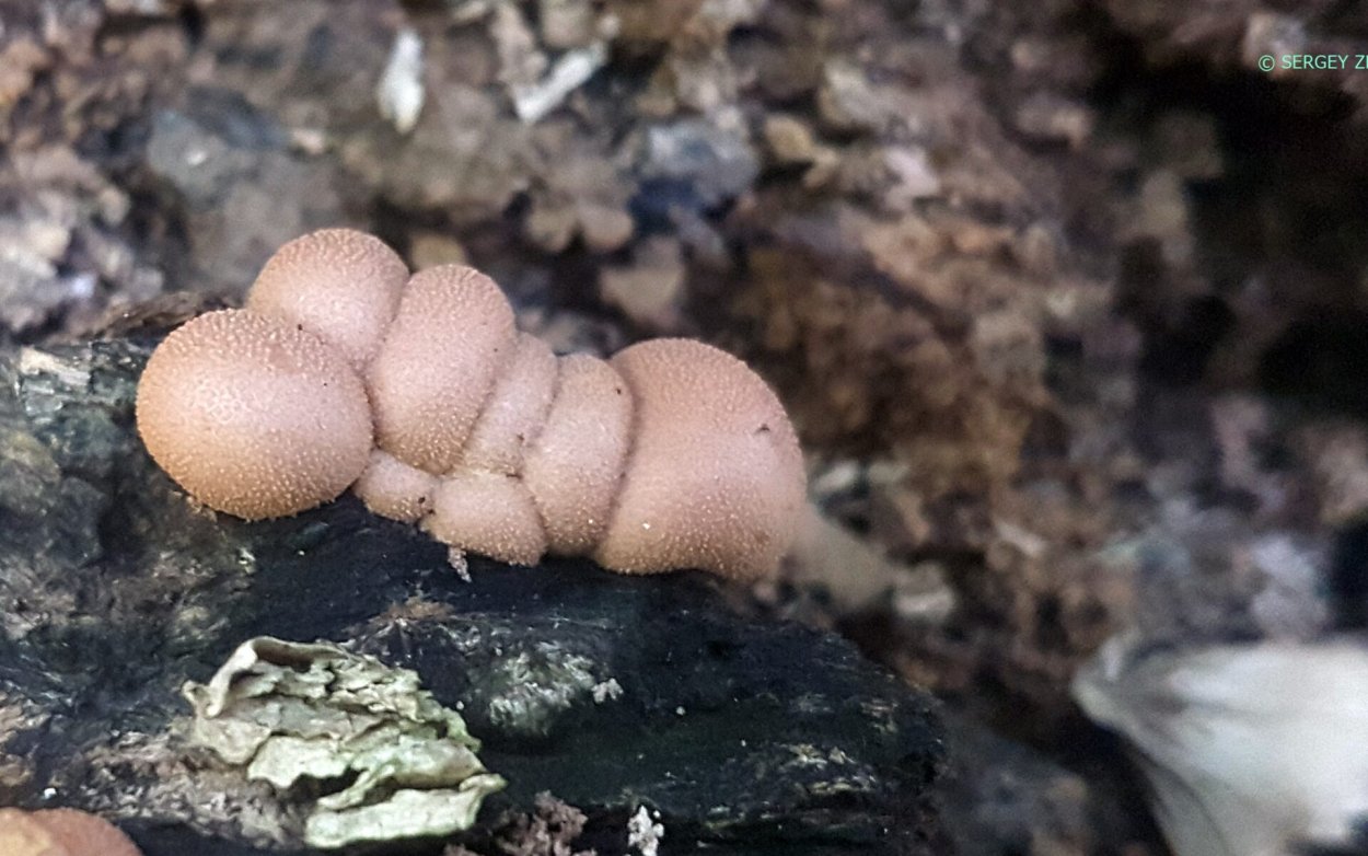 Гриб слизевик Ликогала