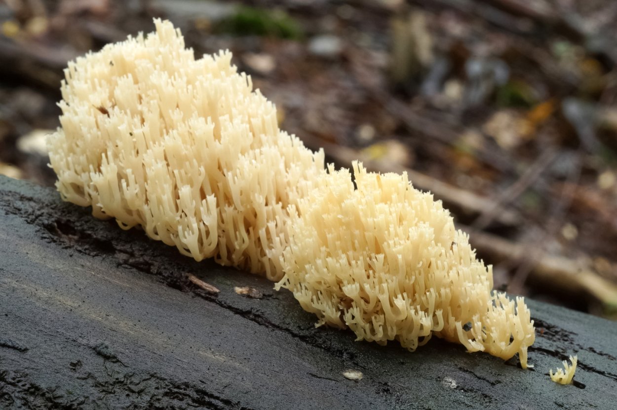 Гриб слизевик Ликогала