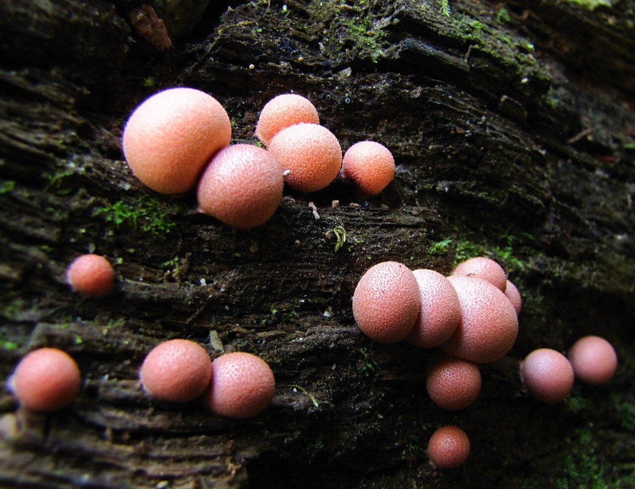 Слизевик Ликогала древесинная