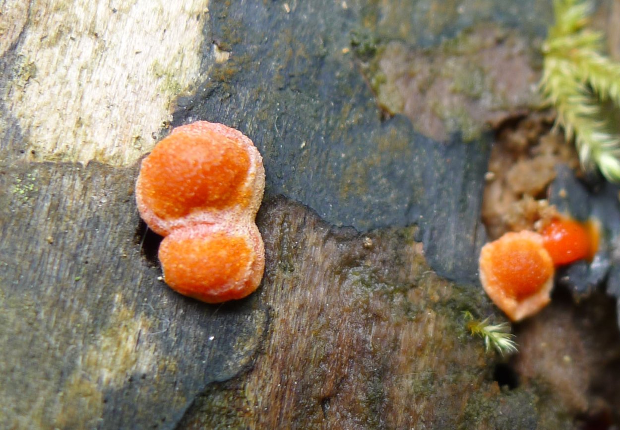 Гриб слизевик Ликогала древесинная