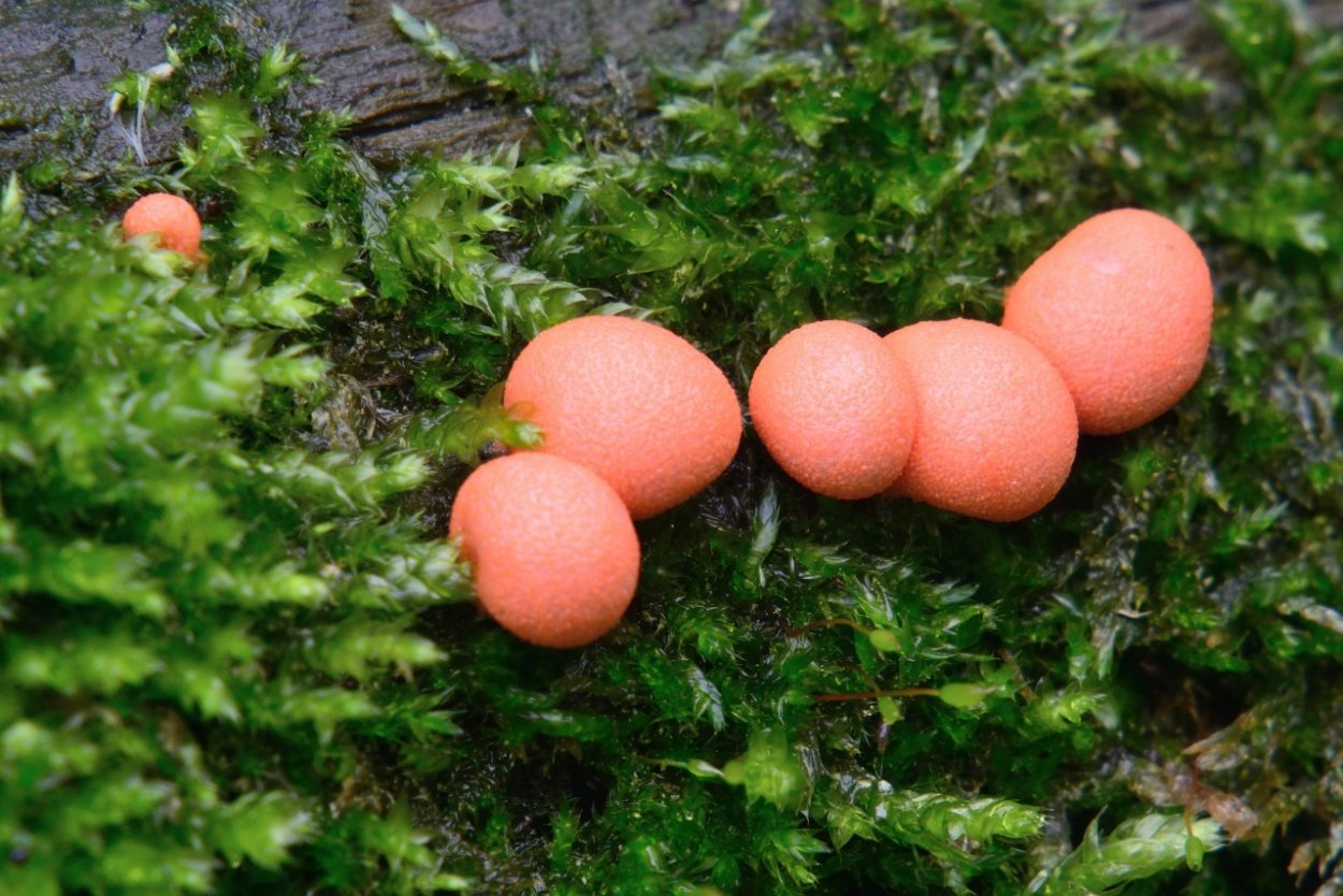 Ликогала древесинная (Волчье молоко)