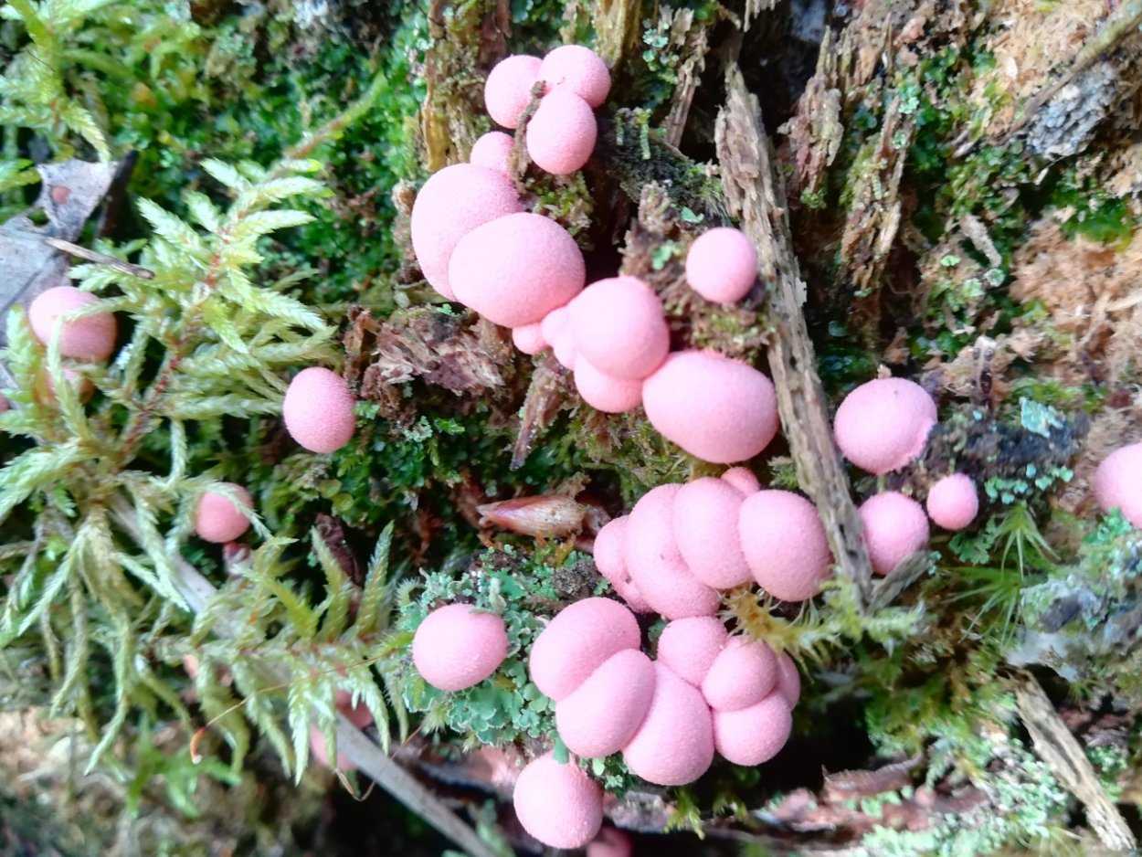 Ликогала древесинная